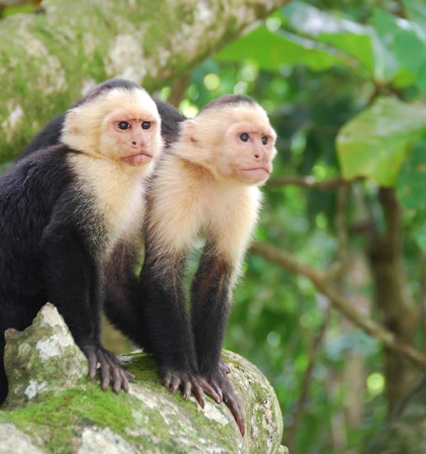 Monkey Tours by Ivantours